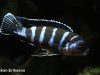 Chindongo demasoni