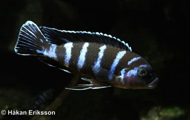 Chindongo demasoni