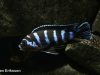 Chindongo demasoni Pombo Rock (samec)