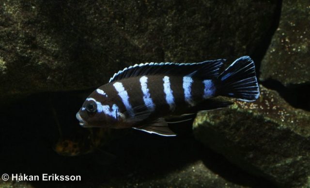 Chindongo demasoni Pombo Rock (samec)