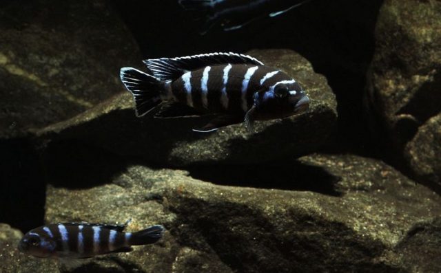 Chindongo demasoni Pombo Rock (samec a samice)