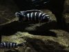 Chindongo demasoni Pombo Rock (samec a samice)