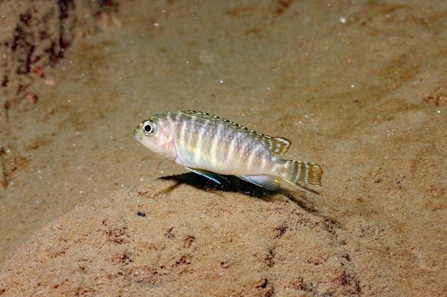 Pseudotropheus sp. 'dwarf nkhata' (samice)