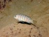Pseudotropheus sp. 'dwarf nkhata' (samice)