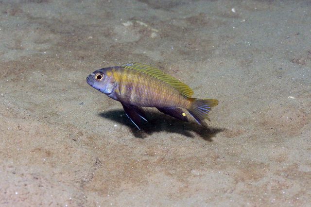 Pseudotropheus sp. &#8218;dwarf nkhata&#8216;
