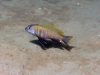 Pseudotropheus sp. ‚dwarf nkhata‘