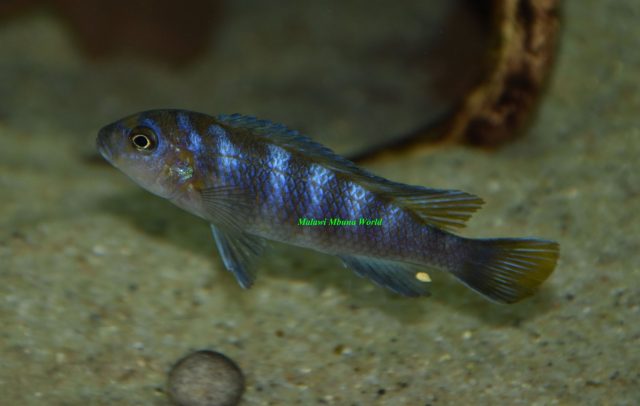 Metriaclima flavicauda Mumbo Island (samice)