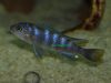 Metriaclima flavicauda Mumbo Island (samice)