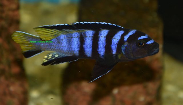Metriaclima flavicauda