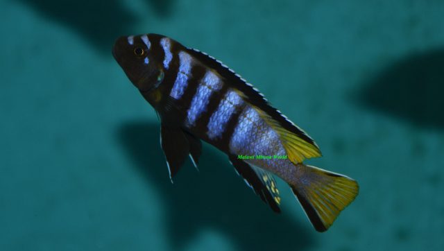 Metriaclima flavicauda Mumbo Island (samec)