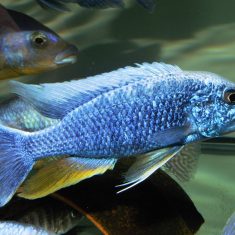 Sciaenochromis fryeri