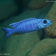 Sciaenochromis fryeri