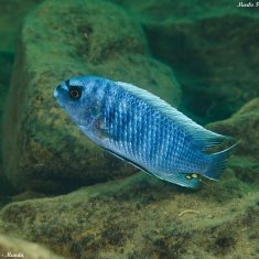 Labeotropheus fuelleborni (3)