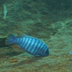 Labeotropheus artatorostris