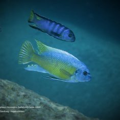 Labeotropheus chlorosiglos