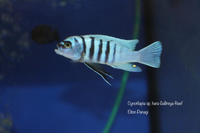 Cynotilapia sp. 'hara' Gallireya Reef