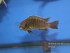 Metriaclima sp. 'zebra gold' Lion’s Cove (samice)