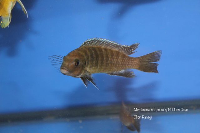 Metriaclima sp. 'zebra gold' Lion’s Cove (samice)