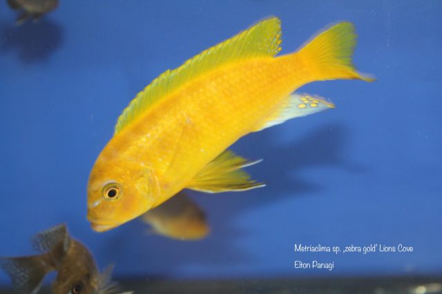 Metriaclima sp. 'zebra gold' Lion’s Cove
