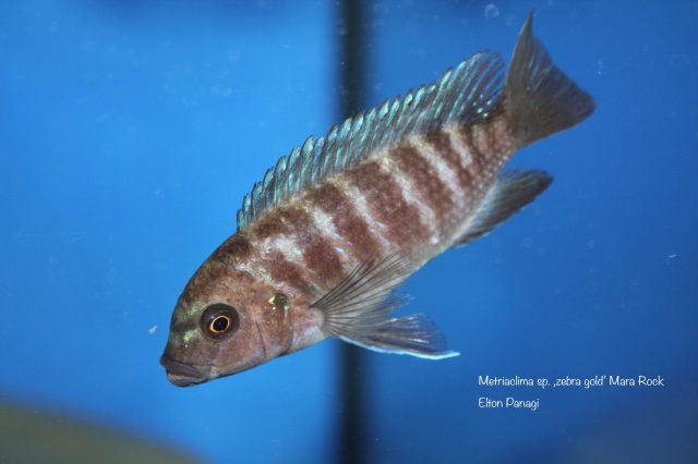 Metriaclima sp. ,zebra gold‘ Mara Rock (samice)