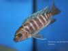 Metriaclima sp. ,zebra gold‘ Mara Rock (samice)