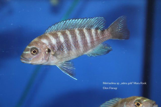 Metriaclima sp. ,zebra gold‘ Mara Rock (samice)