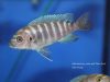 Metriaclima sp. ,zebra gold‘ Mara Rock (samice)
