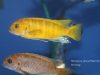 Metriaclima sp. ,zebra gold‘ Mara Rock 
