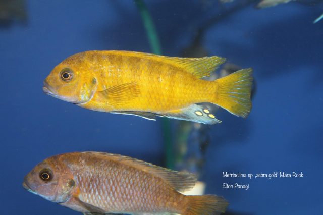 Metriaclima sp. ,zebra gold‘ Mara Rock 