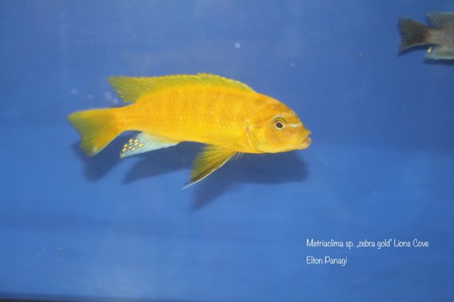 Metriaclima sp. 'zebra gold' Lion’s Cove