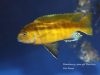 Metriaclima sp. ,zebra gold‘