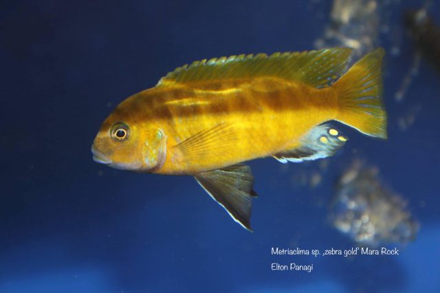 Metriaclima sp. ,zebra gold‘
