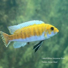 Labeotropheus trewavasae