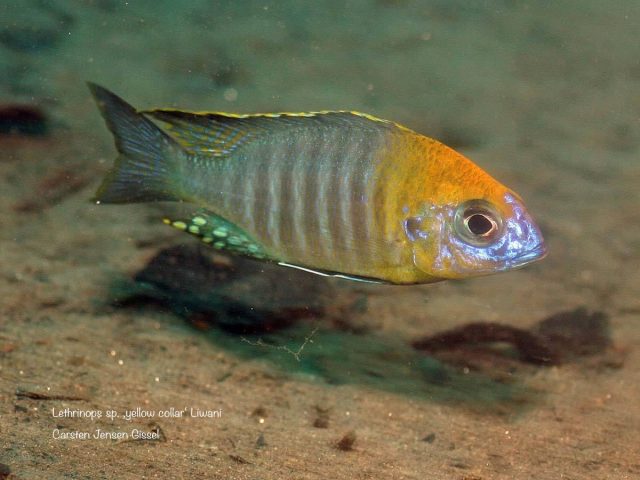 Lethrinops sp. ‚yellow collar‘ Liwani