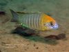 Lethrinops sp. ‚yellow collar‘ Liwani