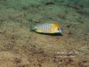 Lethrinops sp. ‚yellow collar‘