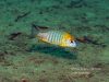 Lethrinops sp. ‚yellow collar‘ Liwani