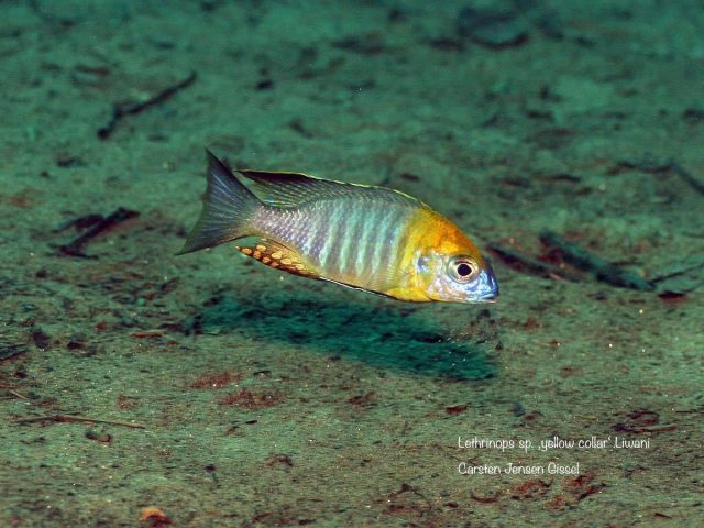 Lethrinops sp. ‚yellow collar‘ Liwani