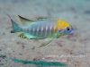 Lethrinops sp. ‚yellow collar‘ Liwani