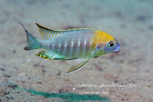 Lethrinops sp. ‚yellow collar‘ Liwani