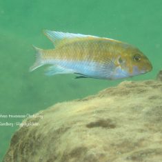 Labeotropheus trewavasae
