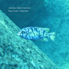 Labeotropheus fuelleborni (10)