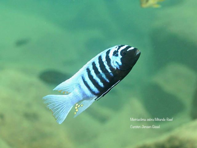 Metriaclima zebra Mitande (samec)