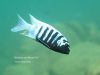 Metriaclima zebra Mitande (samec)