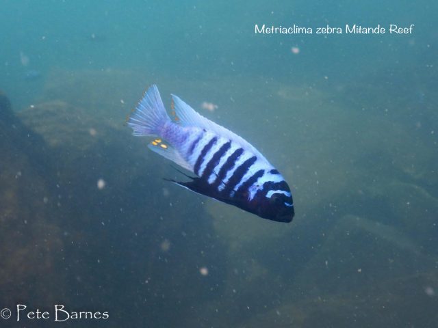 Metriaclima zebra Mitande (samec)