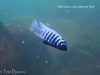 Metriaclima zebra Mitande (samec)