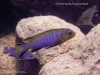 Chindongo cyaneus 