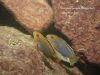 Iodotropheus sprengerae 
