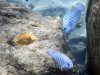 Labeotropheus fuelleborni Chiwi Rock