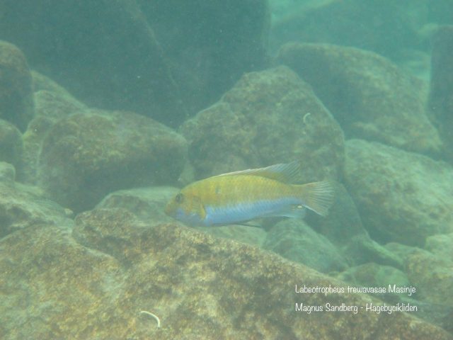 Labeotropheus trewavasae